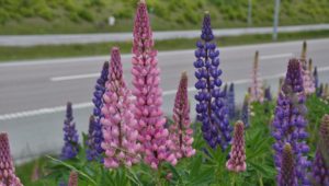 Foto av veikant med lupiner
