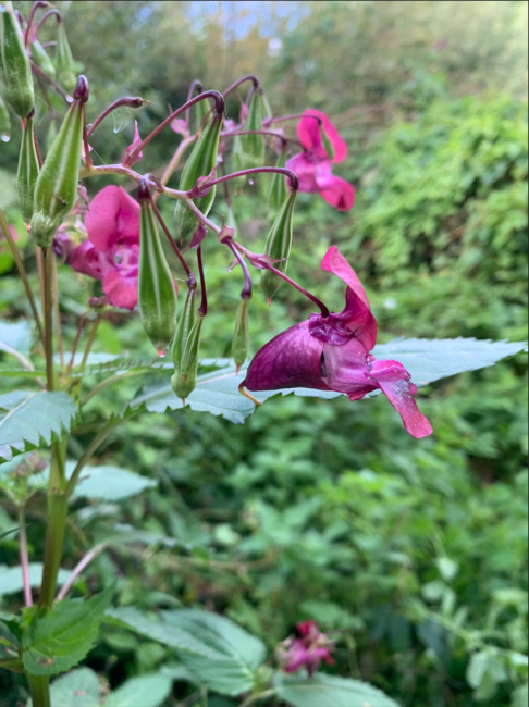 Fotoet viser en blomstrende versjon av Kjempespringfrø.