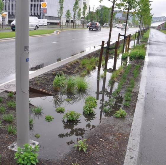 foto som viser et nyplantet regnbed