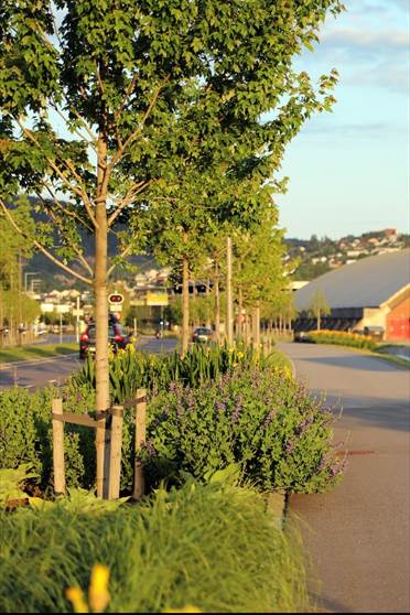 foto som viser et regnbed i full blomst.