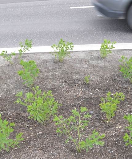 Foto av regnbed utsatt for veisalting