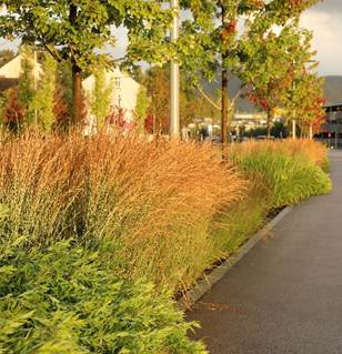 Foto av et regnbed med en art.