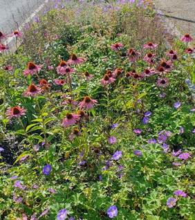 Fotoet viser blomster i et regnbed.