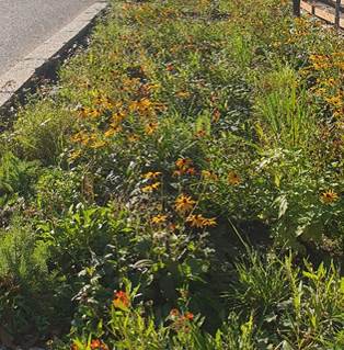 Fotoet viser et regnbed beplantet med flere ulike arter