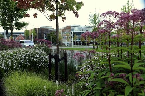 Foto av regnbed med trær og blomster i Drammen