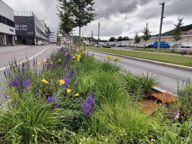 Foto av regnbed med blomster i Bergen.