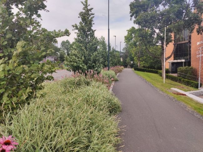 Foto av regnbed i Oslo