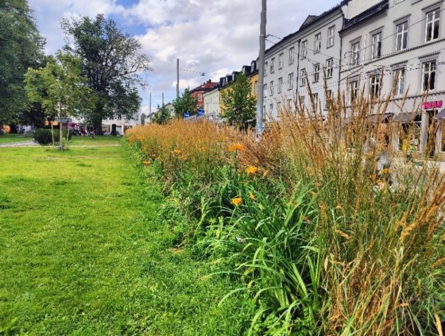 Foto av regnbed i Oslo