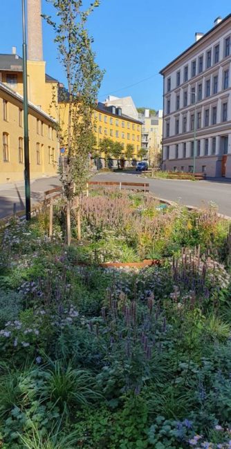 Foto som viser regnbed ved Københavns gate i Oslo.