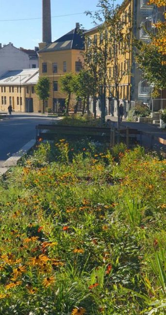 Foto som viser regnbed ved Københavns gate i Oslo.